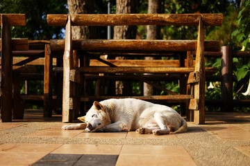 Adorable local white dog sleeping on terrace in natural sunlight in countryside of Asian