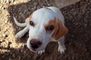 An adorable beagle puppy looks up with big, expressive eyes, creating a captivating portrait.