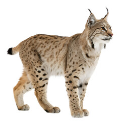 Obraz premium Lynx Standing Isolated on Transparent Background 