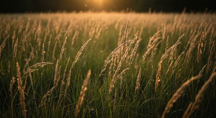 Golden Grass Field Sunset Warm Light Natural Beauty Peaceful Meadow. Country Prairie Landscape Outdoor Recreat Walking. Nature Wellness Concept