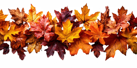 Autumn leaves background colorful fall foliage maple leaves october november thanksgiving season design  on transparent background