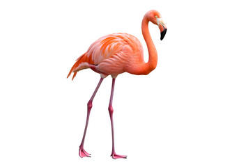 Obraz premium Pink flamingo isolated on white or transparent background. PNG