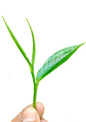 Hand picking fresh green tea leaves from a bush at a plantation. a gardener harvesting young tea shoots in a lush tea garden. Fresh organic tea leaves being inspected on a tea estate.
