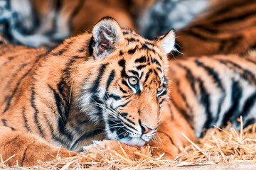 Wild tiger relaxing in zoo or nature reserve