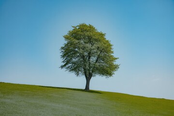 Lone Deciduous Tree on Green Hill Against Blue Sky