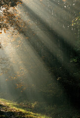 Rayon de soleil, matin, forét, Forét de Sénard, 91, Essonne, France