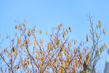 Fresh spring catkins on slender tree branches