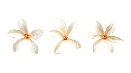 Pack Collection Elegant White Flowers Stunning Floral Arrangement for Design Projects set against transparent background