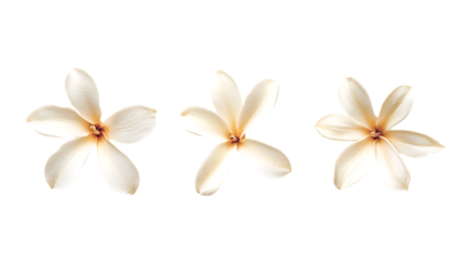 Pack Collection Elegant White Flowers Stunning Floral Arrangement for Design Projects set against transparent background
