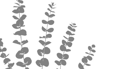 Dried Eucalyptus Leaves: Rustic Botanical Elements on White Background