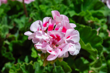 Flores de color rosa. Flor de geranio.