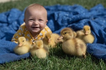 Baby giggling next to ducklings on lush grass, bold blue blanket, bright sunlight, playful mood