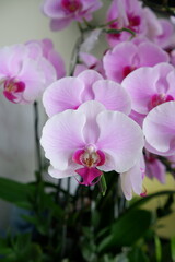 pink orchid flower