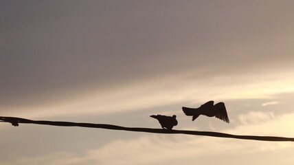 Pigeons perched on a wire at sunrise