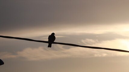 Pigeons perched on a wire at sunrise