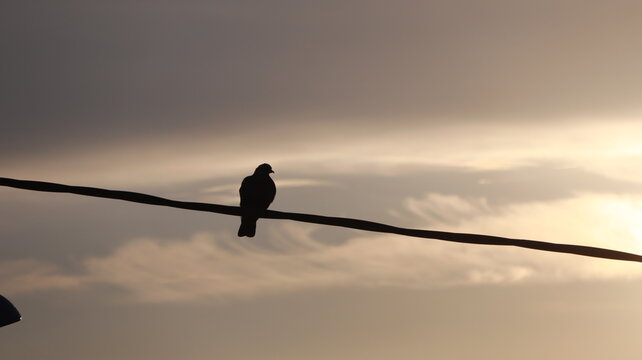 Pigeons perched on a wire at sunrise