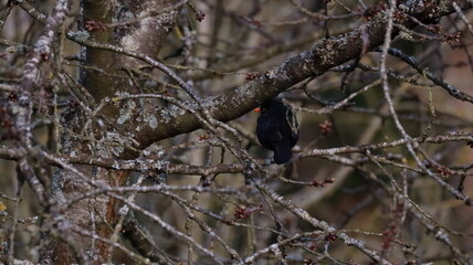 Common blackbird in a tree