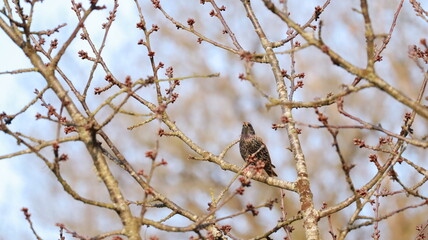 Common starling in a tree