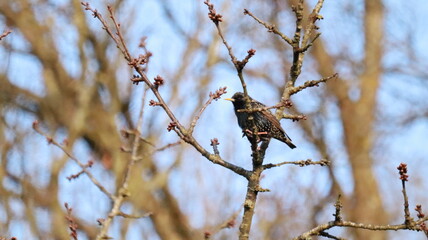 Common starling in a tree