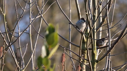 Sparrow in a tree