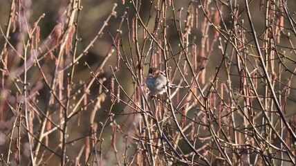 Sparrow in a tree