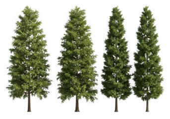 Four evergreen trees isolated on transparent background