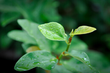 ficus pumila or climbing fig or MORACEAE and rain droplet