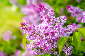 Pink lilac blooms in the Botanical garden
