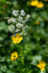 La renoncule rampante, également connue sous le nom de bouton d'or (Ranunculus repens), est une plante à fleurs herbacées. 