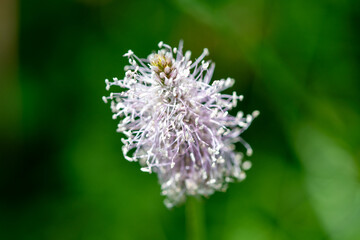 Anthriscus sylvestris est le nom donné au Cerfeuil sauvage (ou cerfeuil des bois).