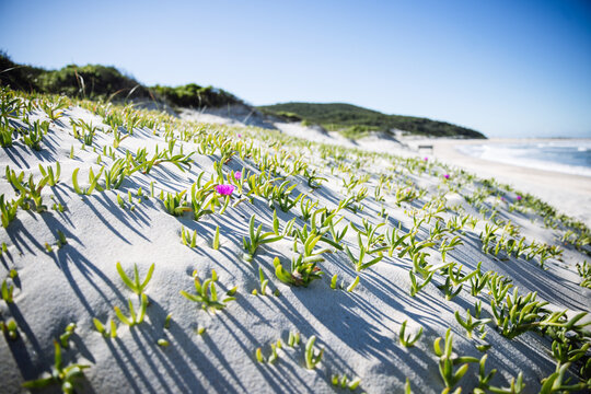 Pigface growing on coastal sand dunes with ocean in background