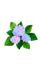 white lilac flowers