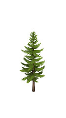 christmas tree isolated on white