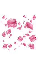 red rose petals