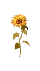 sunflower isolated on white