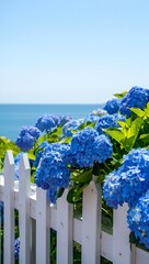 Vibrant Blue Hydrangeas White Picket