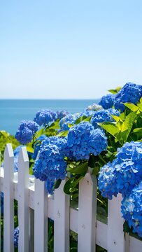 Vibrant blue hydrangeas by white picket fence ocean view
