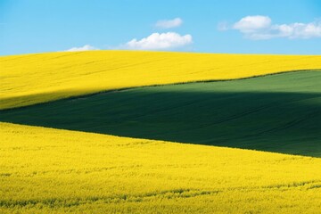 Obraz premium Vibrant Yellow and Green Fields Under a Clear Blue Sky