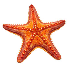 A vibrant orange starfish with a textured surface and distinct arms. The background is black, highlighting the starfish's features.
