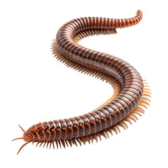 A close-up view of a segmented, brown millipede with numerous legs and a smooth, shiny body. The background is black, highlighting the creature's details.