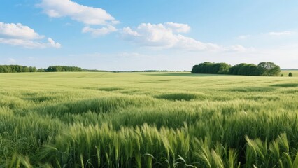 Fototapeta premium Vast Green Wheat Field Under a Clear Blue Sky