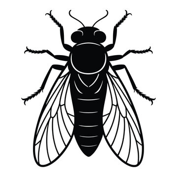 Botfly Silhouette, Vector, Illustration, Icon, Logo, White Background.