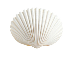 A beautiful white seashell on a plain background.