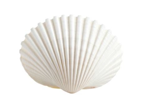 A beautiful white seashell on a plain background.