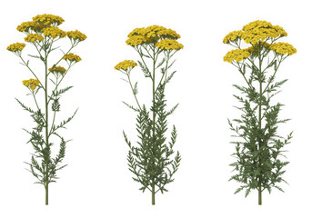 Three yellow yarrow plants isolated on transparent background