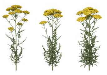 Three yellow yarrow plants isolated on transparent background