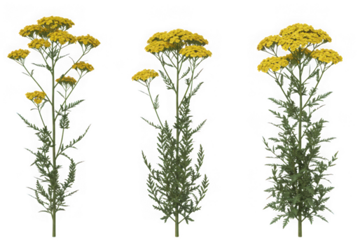 Three yellow yarrow plants isolated on transparent background