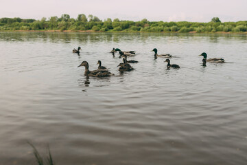 Several ducks glide easily through the calm water, their reflections shimmer in the water, surrounded by the peaceful atmosphere of autumn nature. In the distance, the trees on the shore are blurred.