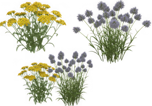 Four isolated flower clusters on transparent background isolated on transparent background