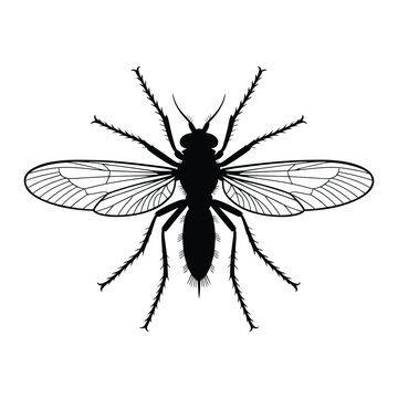 Phlebotomine Sandfly Silhouette, Vector, Illustration, Icon, Logo, White Background.